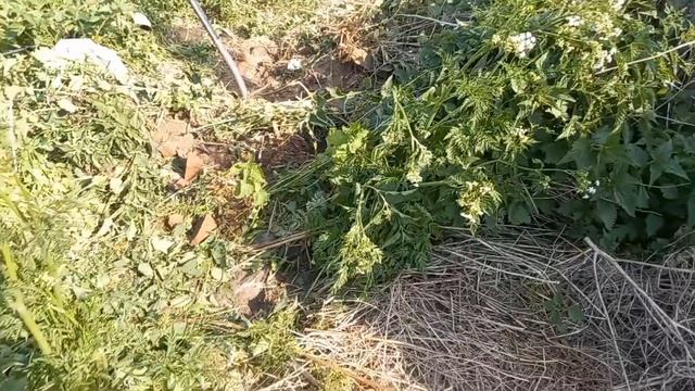 7 дней КоПа на деревне(День2) смотреть онлайн