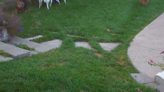 DONUT HEAD DANCE (EDITED) смотреть онлайн