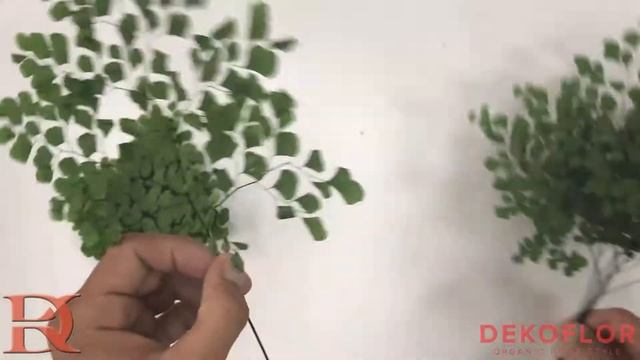 Стабилизированные ветви папоротника Адиантума смотреть онлайн