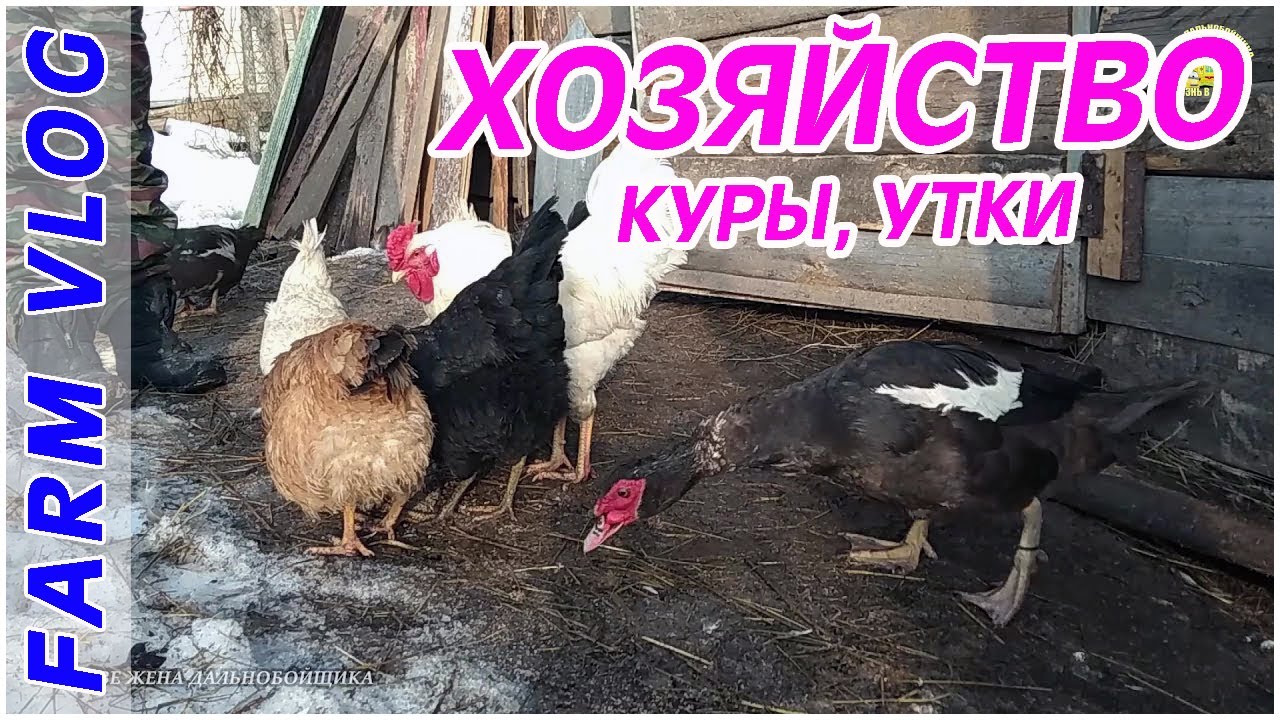 Купили дом в деревне. Наше хозяйство. Куры, утки.