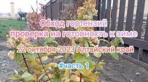 Финальный осмотр взрослых кустов гортензий. 22 октября 2023 Алтайский край