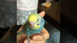 Волнистый попугай машет крыльями