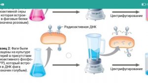 Эксперимент №25 из Campbell для ЕГЭ - Опыт Херши-Чейз