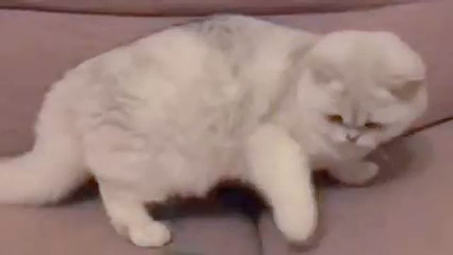 Британская кошечка Наоми. Серебристая шиншилла