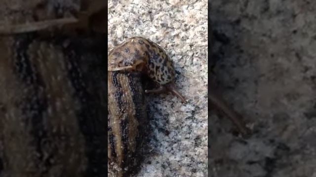 Limax maximus, boakjølsnegl, great slug