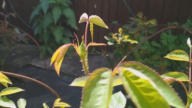 Действие Актары, вредители проснулись смотреть онлайн