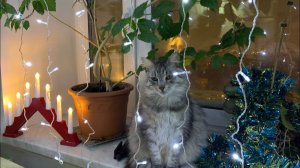 НАШИ ЁЛКИ! ОТПРАВИЛА ПРИЗЫ, УПАКОВЫВАЮ ПОДАРКИ. Короткий предновогодний влог!