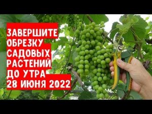 Завершите обязательно обрезку садовых растений до утра 28 июня 2022 год. Это важно для здоровья сада