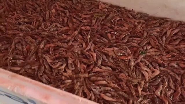 ЮЛЯ С ПРИВОЗА ?? ЦЕНЫ НА РЫБУ/МИДИИ/ РАЧКИ/ РАКИ/???? РАПАНЫ 02/06/2022 смотреть онлайн