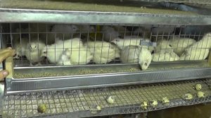 Сюрприз от Техасских бройлеров и МАНЬЧЖУРСКИЕ перепела