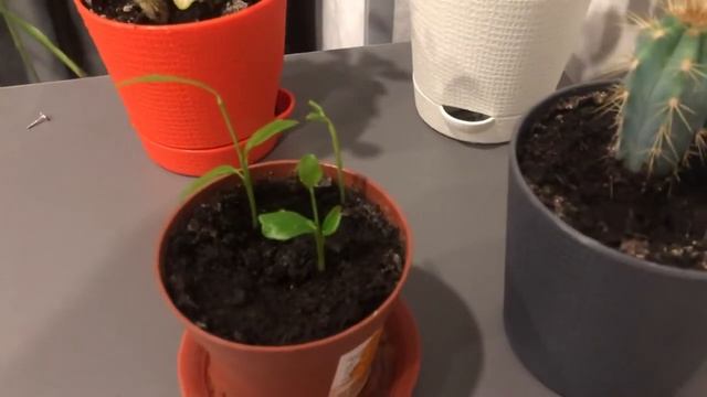 Я ПОСАДИЛ ЛИМОН ? ЧТО С НИМ СТАЛО ЗА 2 МЕСЯЦА /ИЗ КОСТОЧКИ ВЫРАСЛО ЭТО смотреть онлайн