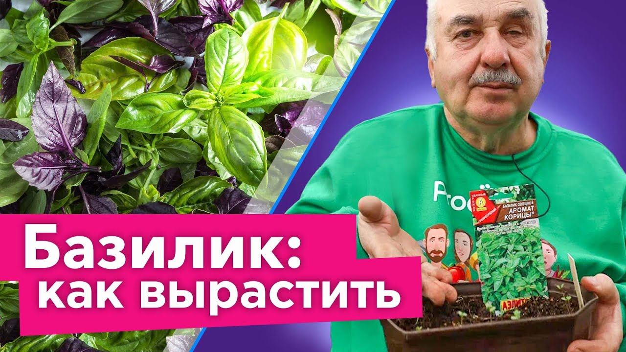 Как получить двойной урожай базилика без особых хлопот? Посейте на рассаду!