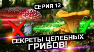 реалити 1 серия 12