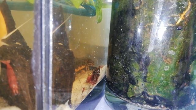 Обыкновенный тритон ест живого мотыля в аквариуме смотреть онлайн