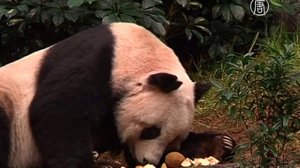Панда из Гонконга стала старейшей на планете