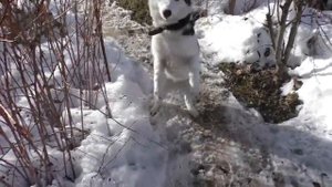 Мясные рулеты в грибном сливочно  чесночном соусе!!.mp4