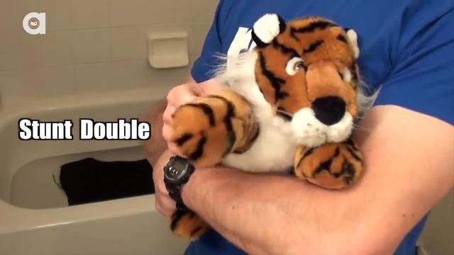 Как мыть кота правильно смотреть онлайн