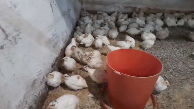 //Бизнес на дому,напольное содержание,перепела Техасца и бройлера коб 500 вес в 45 дней//
