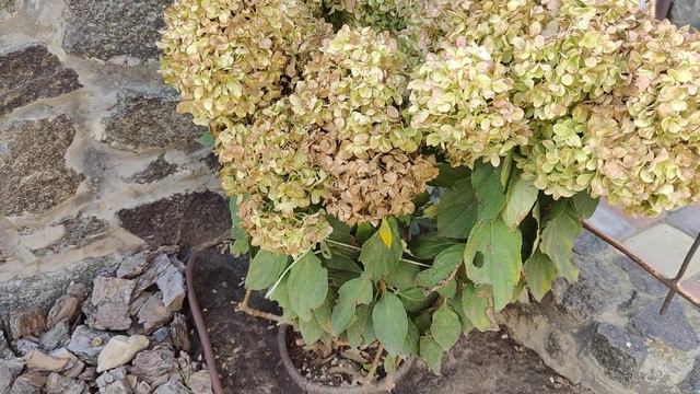 Гортензія ЛИТЛ СПУКІ смотреть онлайн