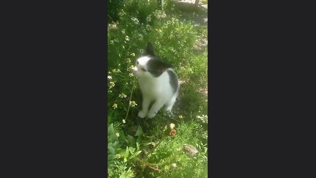Первое знакомство с нашим Феликсом?????
