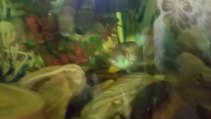 Скрещивание цихлид наннакара и акара бирюзовая