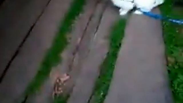 Кролик топает в ограде смотреть онлайн