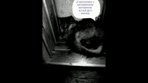 приколы про собак и кошек 1