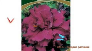 Петуния махровая Дабл каскад Бургунди ? обзор: как сажать, семена петунии Дабл каскад Бургунди