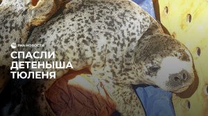 Спасли детеныша тюленя