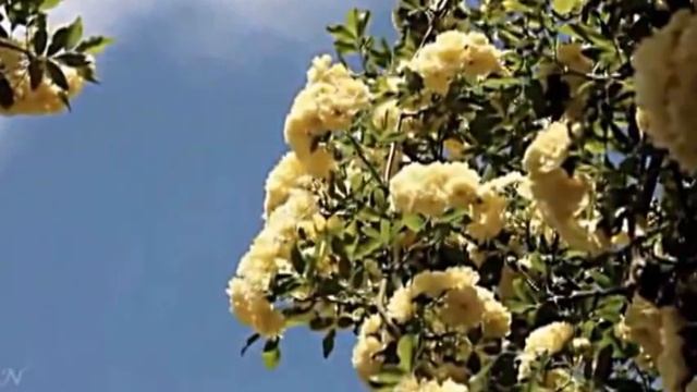 14мин ГЕНДЕЛЬ и РАГА НА САХАСРАРУ смотреть онлайн