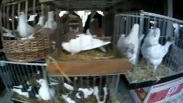 30.11.2019 Выставка голубей в Туле | Ярмарка - продажа голубей. смотреть онлайн