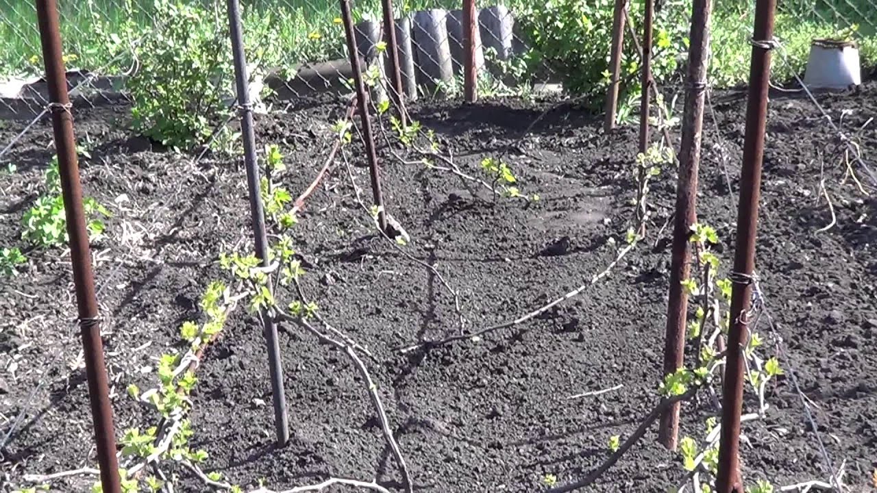 подготовка винограда к зиме. подвязка для укрытия винограда. виноград после зимы в подмосковье. весной когда открыт виноград. подвязка винограда на одноплоскостной шпалере.