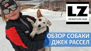 Обзор собаки Джек Рассел. Питомец для лыжных прогулок.