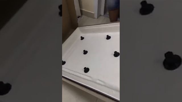 Акриловый поддон Bas Олимпик смотреть онлайн