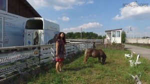 Обзор шетлендского пони