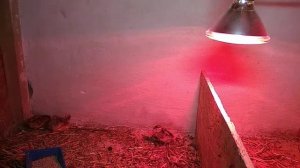 Фазаны, мой первый опыт, часть 1. Первые дни жизни фазанят.