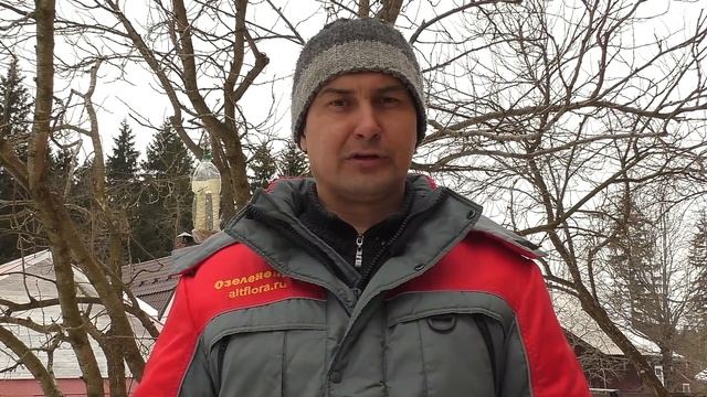 Нужно ли обрабатывать спилы и срезы после обрезки смотреть онлайн