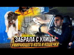 На Морозе сидел съеденный подкожными клещами кот, а не долеко от него еще одна умирающая душа.