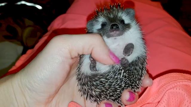 Африканский карликовый ежик Макар смотреть онлайн