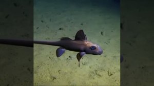 Черный горбыль