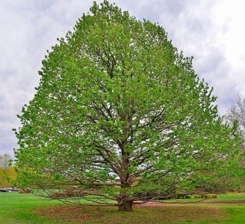 орешник дерево, турецкий орех, медвежий орех, лещина древовидная, Corylus colurna - стратификация