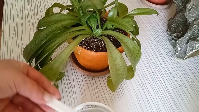 Необычное размножение Ледебурии. смотреть онлайн