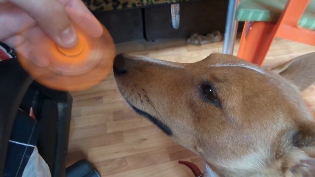 Басенджи и спиннер смотреть онлайн