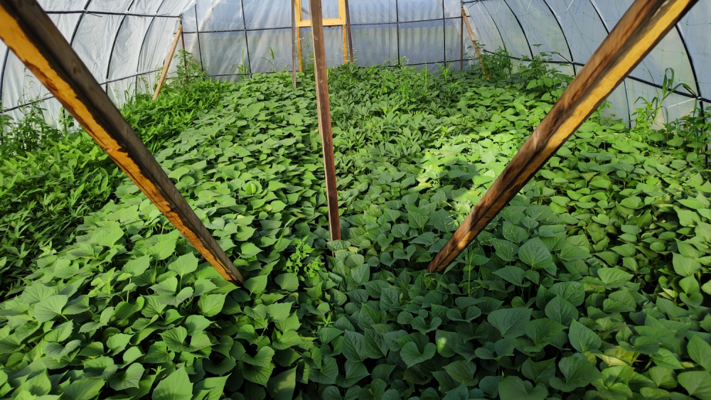 Выращивание батата  в большой теплице и с временным укрытием