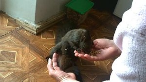 Как дикая белка Хвеся помогала нам выкормить бельчонка