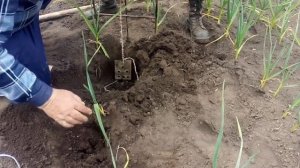 Поймать крота-слепыша Дачный сезон.