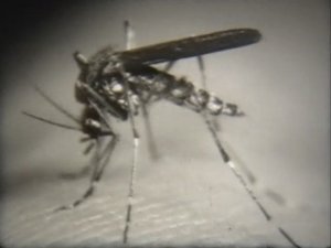 Биология. Животные. От бактерий до насекомых. Отряд двукрылые