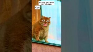 Домашние Животные! Лучшие Пародии