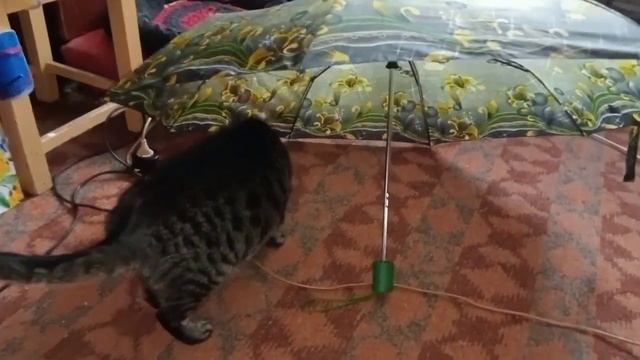 Запорожье. 20.04.23. В городе тихо. Котики и зонтик . Выстоит букет ? смотреть онлайн