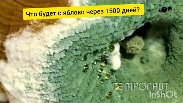 ЧТО БУДЕТ С ЯБЛОКОМ ЧЕРЕЗ 1500 ДНЕЙ? смотреть онлайн